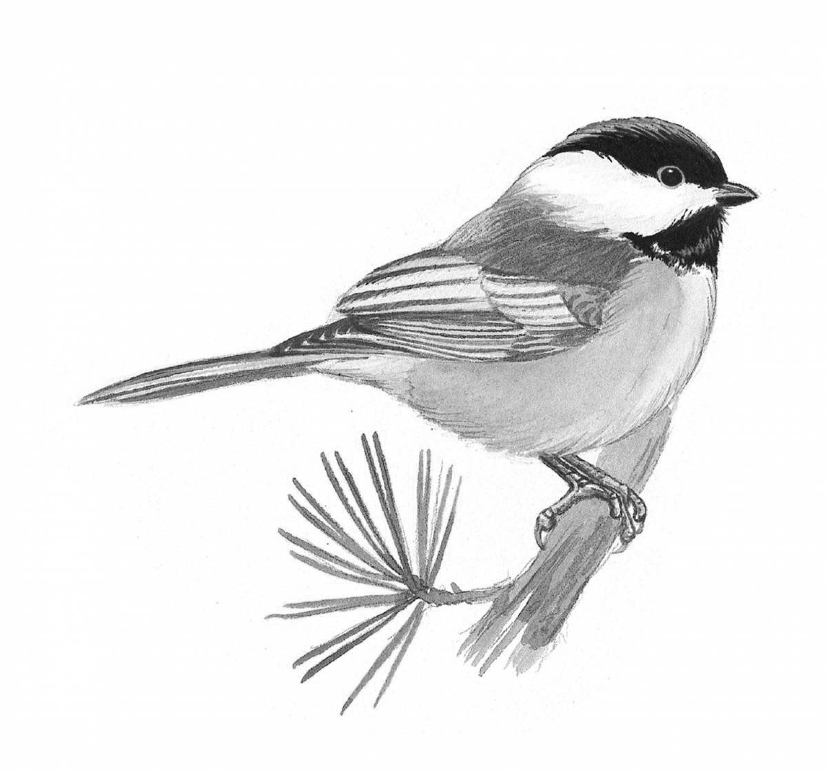 Brightly colored titmouse coloring page