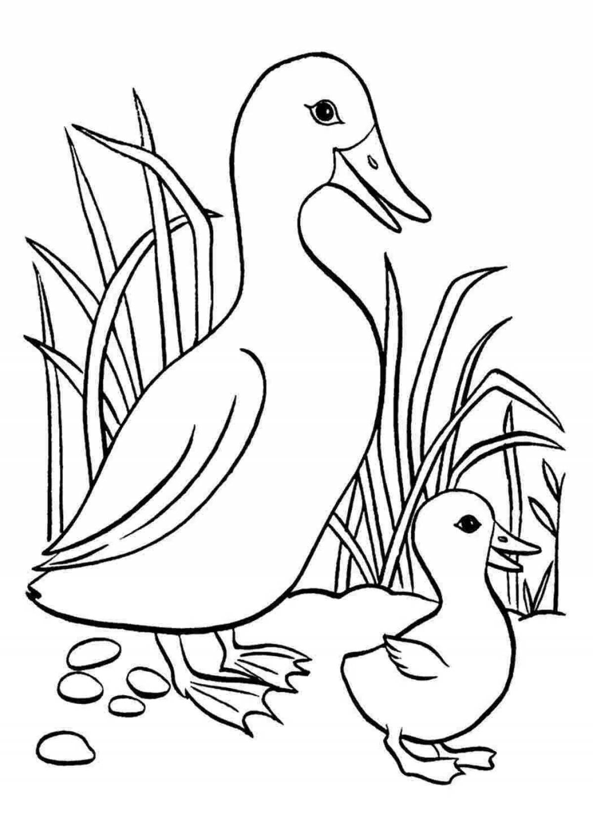 Wonderful animal and bird coloring pages