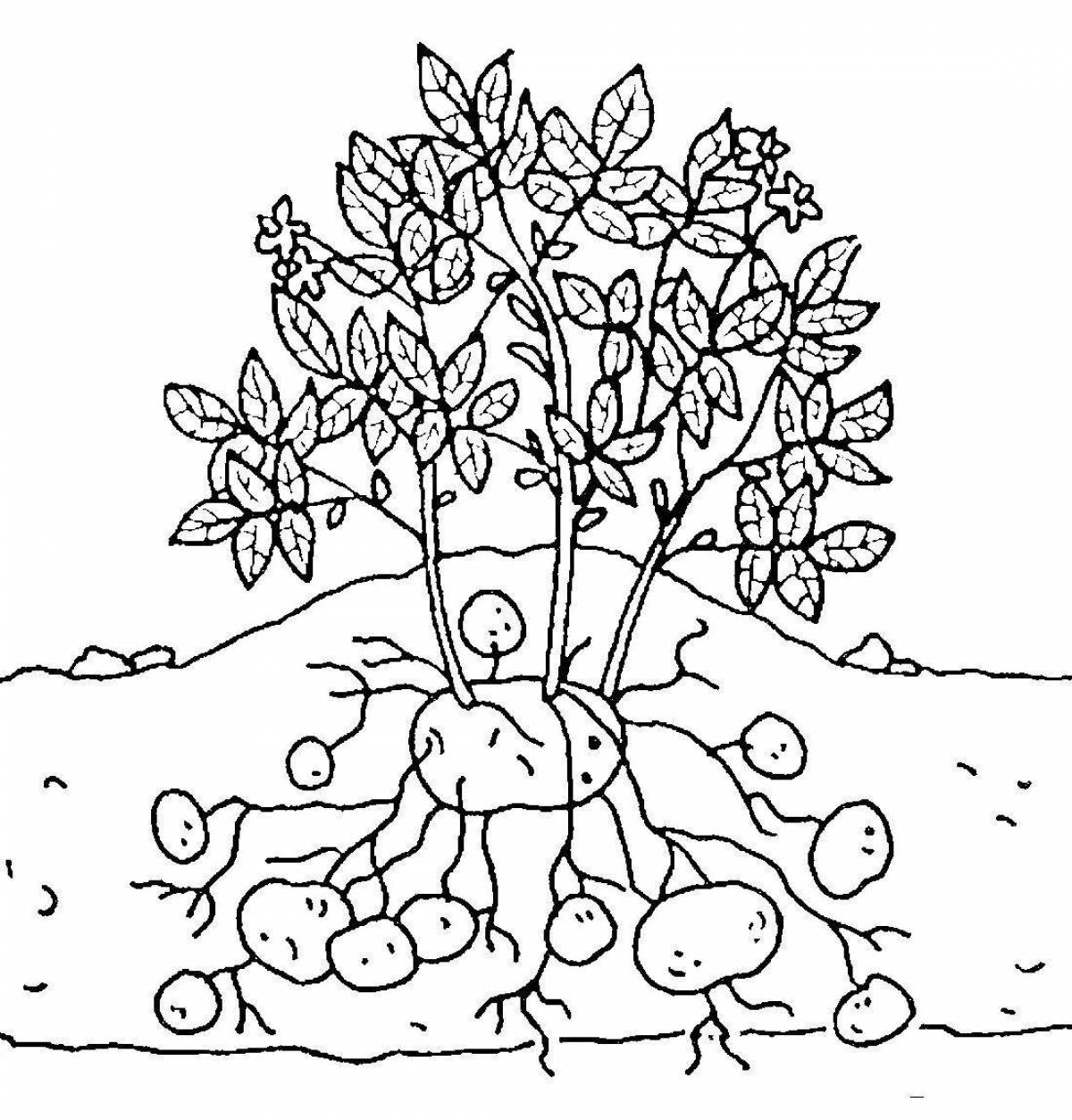Joyful bush coloring book for kids