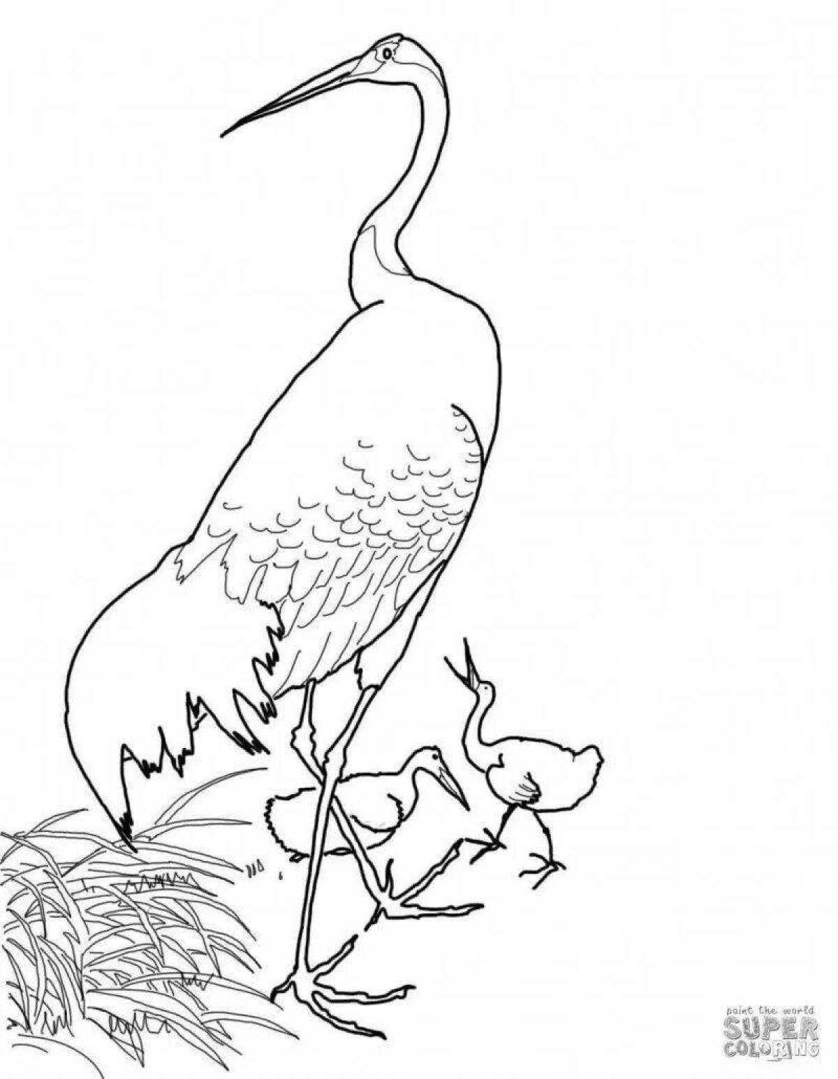 Coloring elegant Siberian Crane