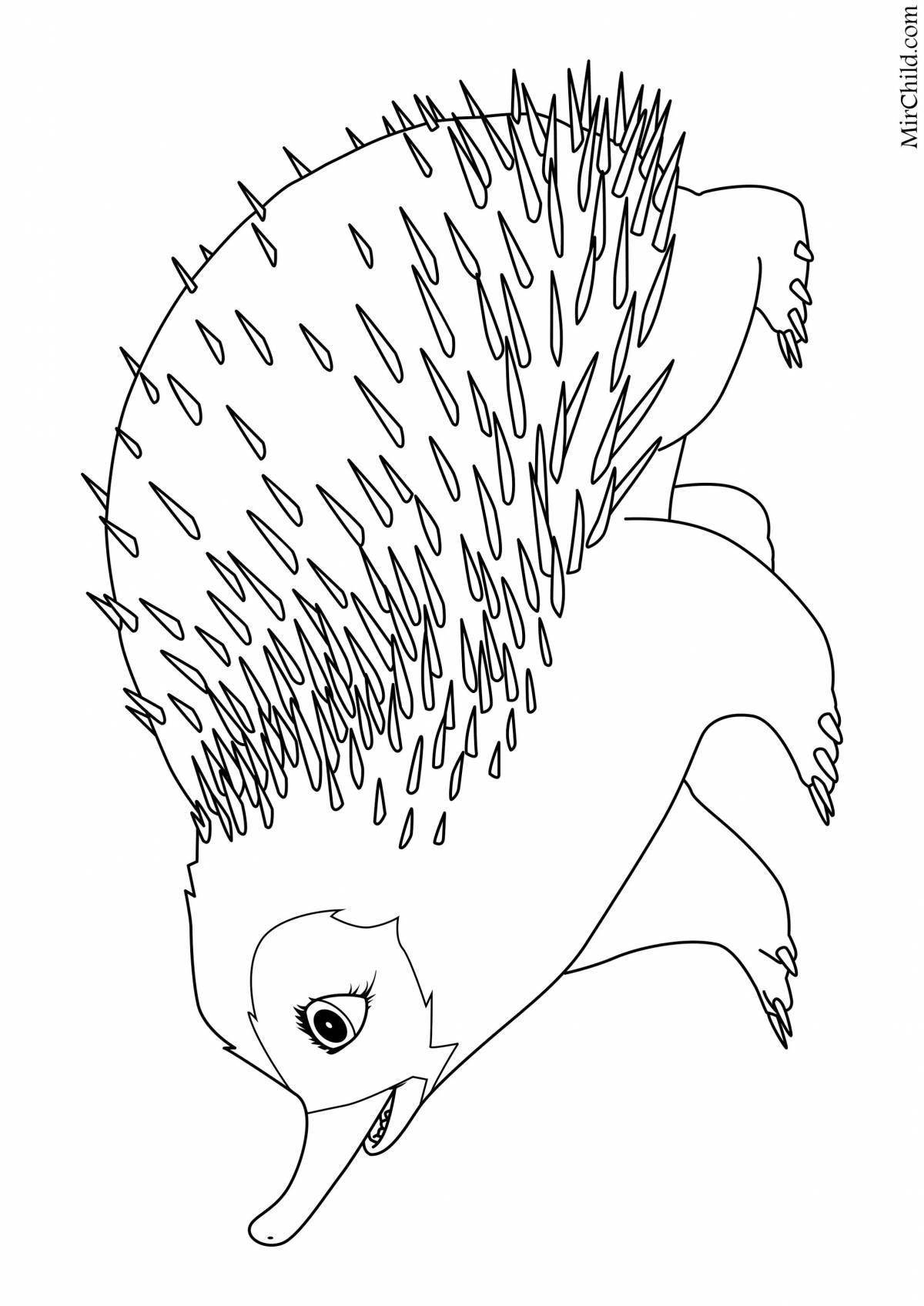 Colorful echidna coloring page