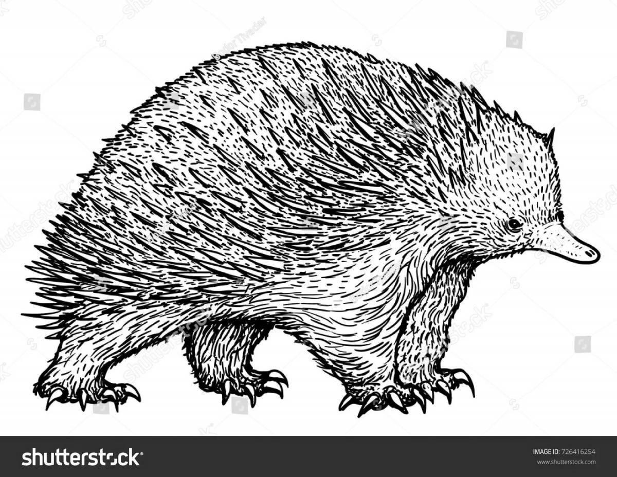 Coloring page joyful echidna