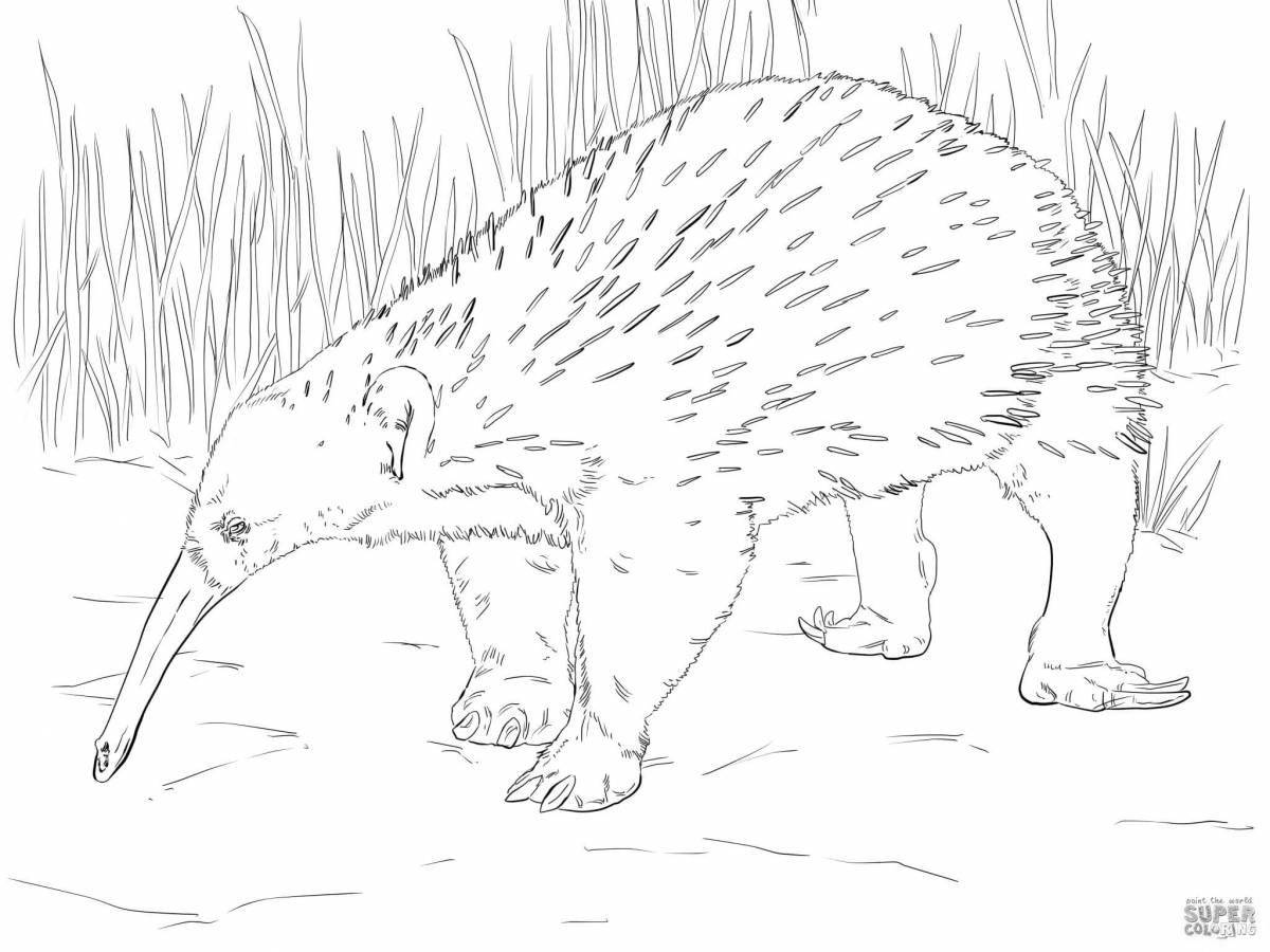 Exciting coloring echidna