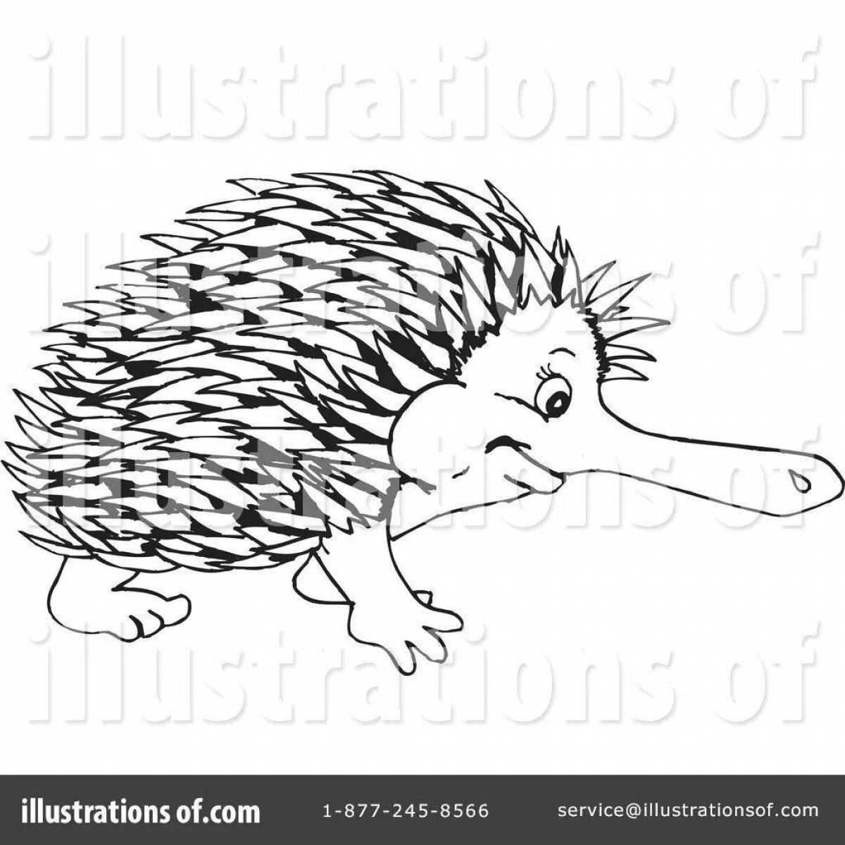 Charming echidna coloring book