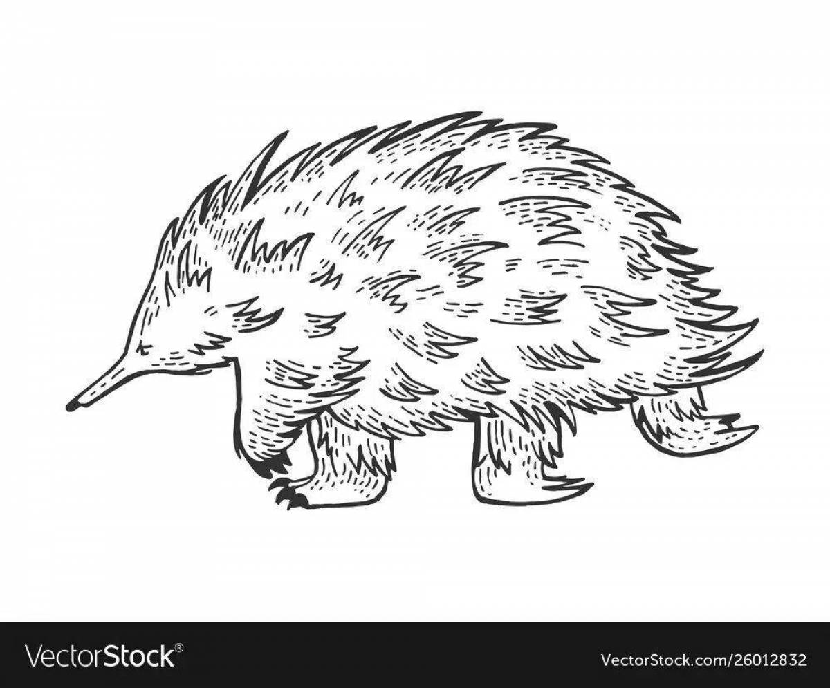 Coloring page nice echidna