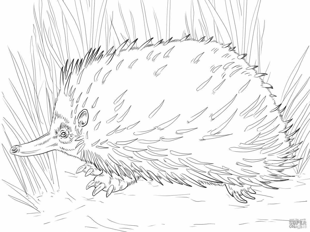 Fabulous echidna coloring page