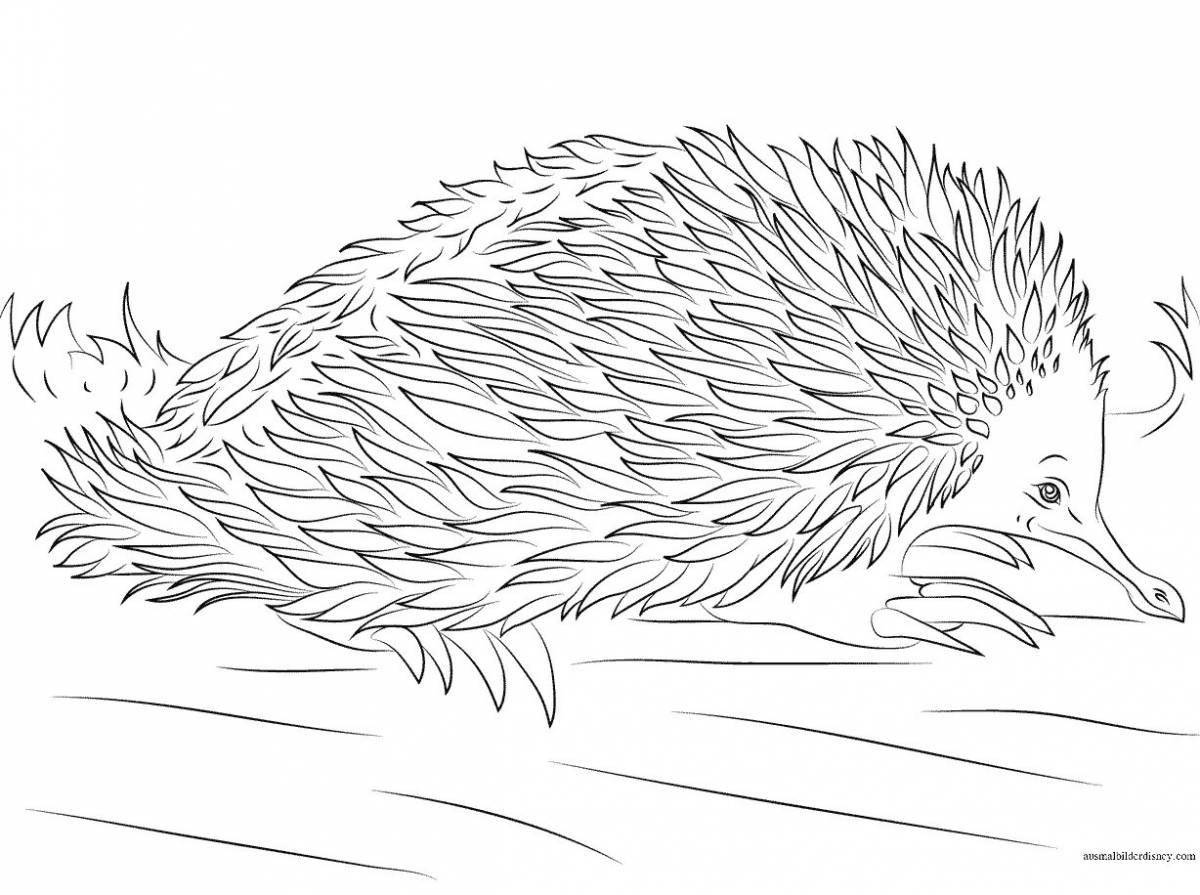 Outstanding echidna coloring