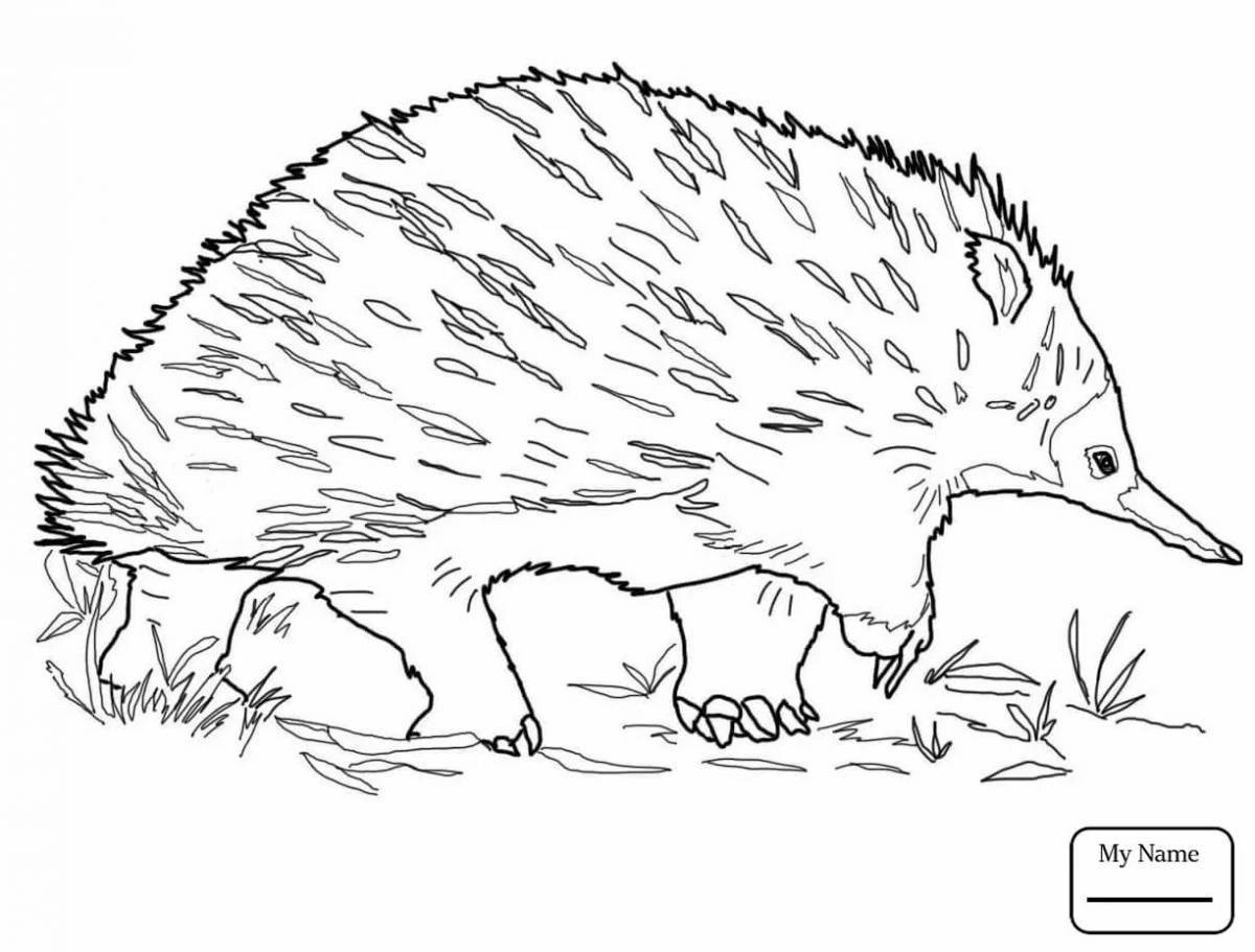Coloring page dazzling echidna