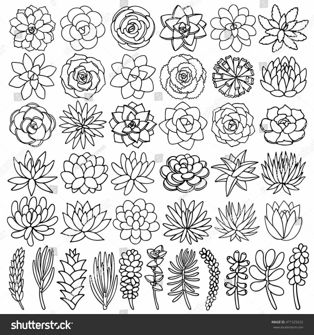 Succulents for coloring radiant