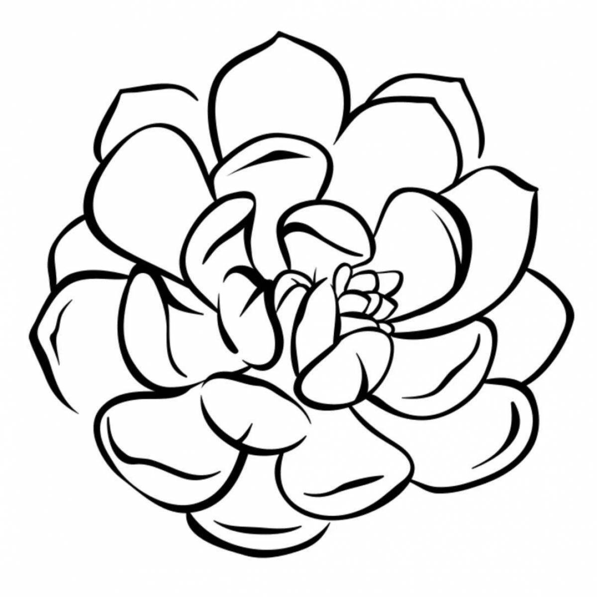Dazzling coloring pages of succulents