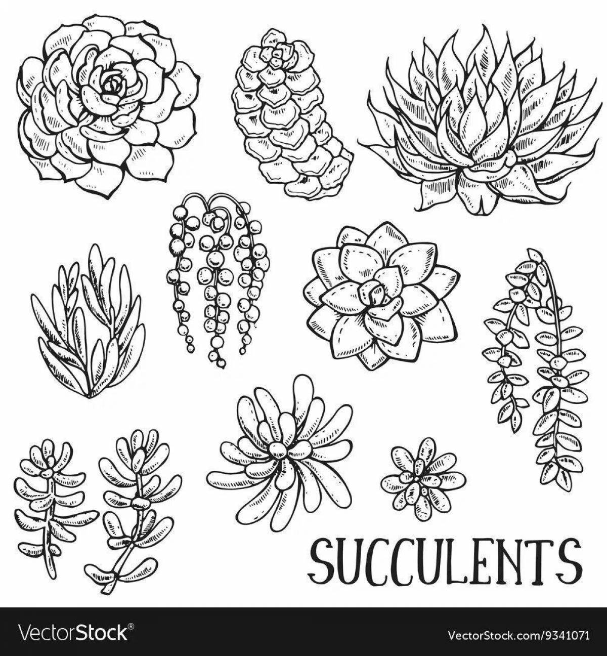 Palace coloring succulents