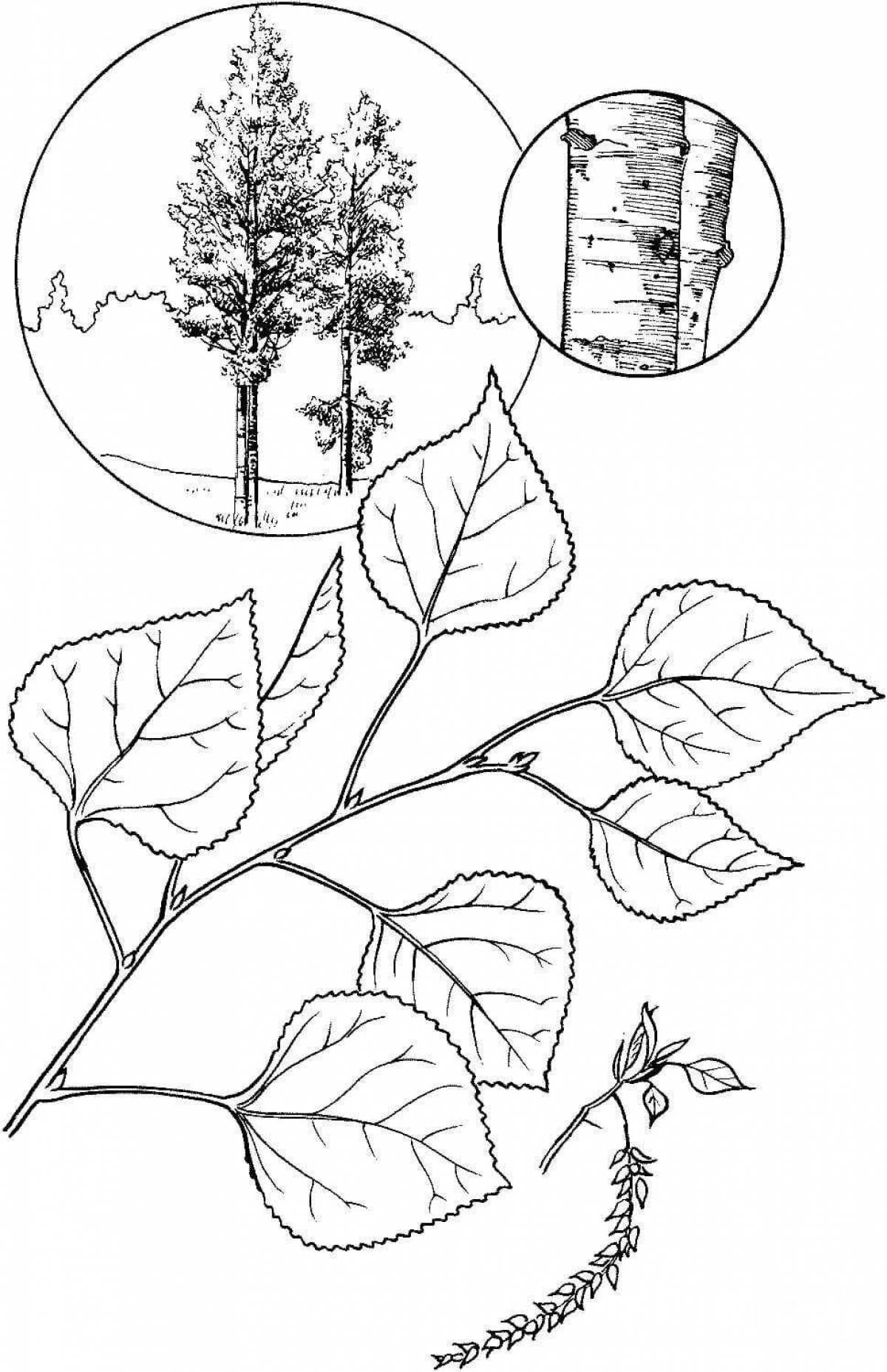 Amazing aspen coloring page