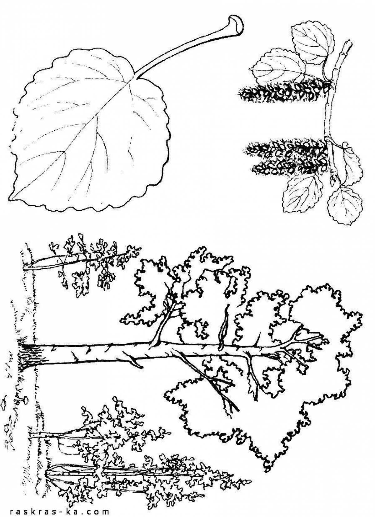 Dynamic Aspen coloring page