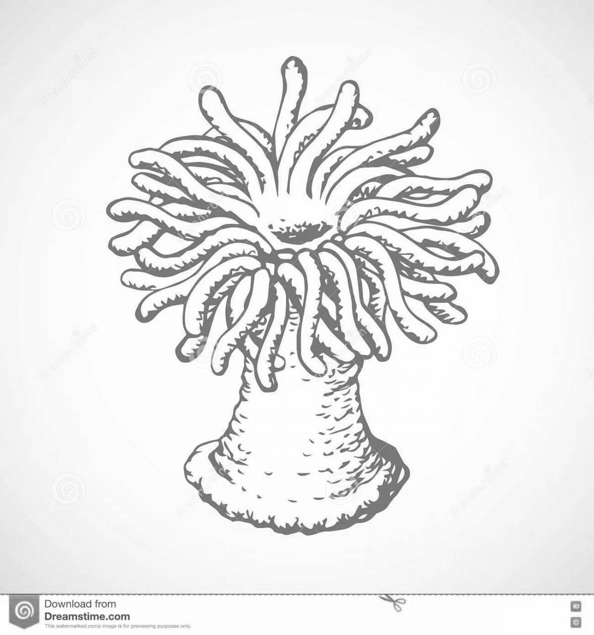 Shining sea anemones