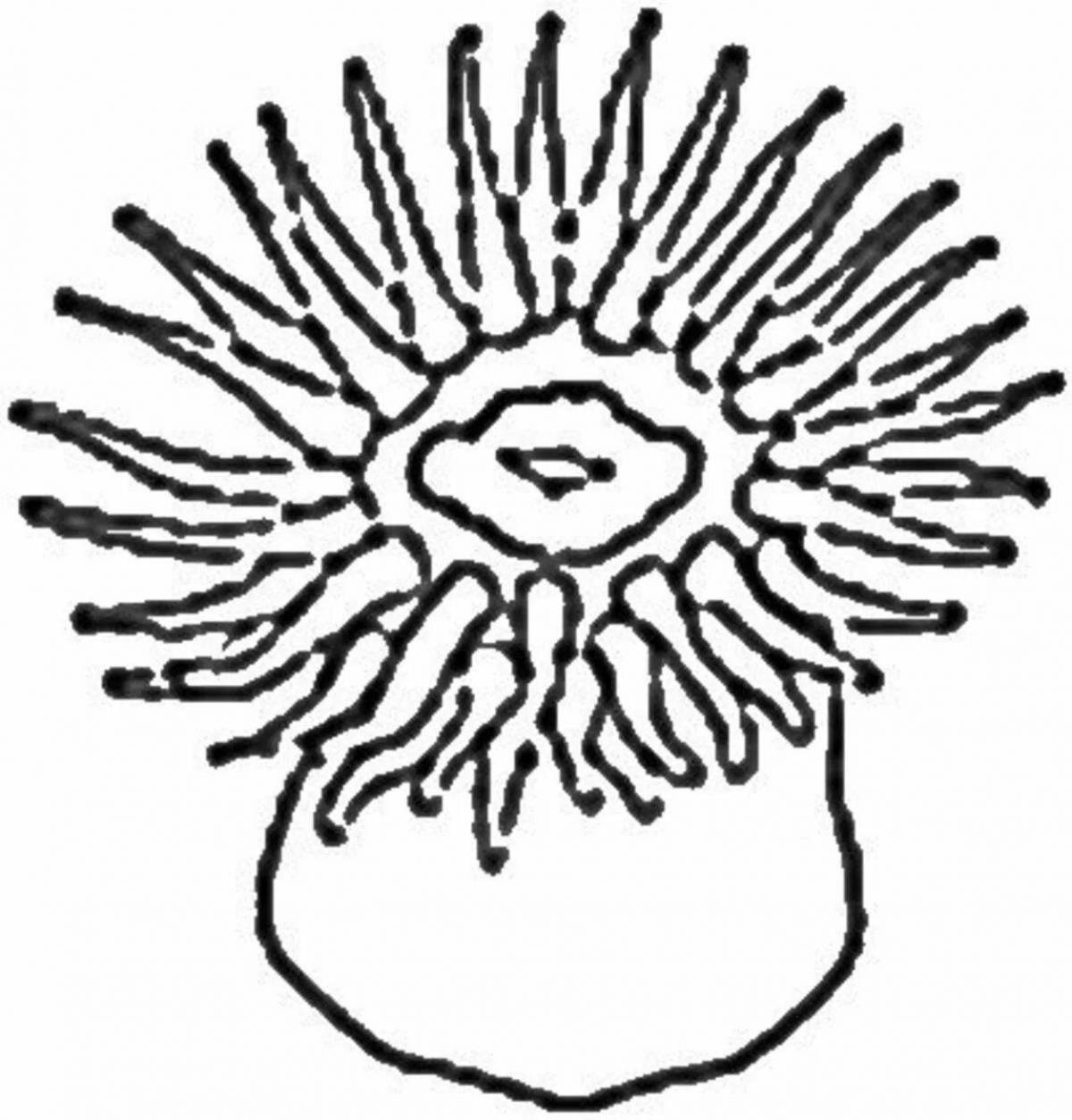 Delightful sea anemones