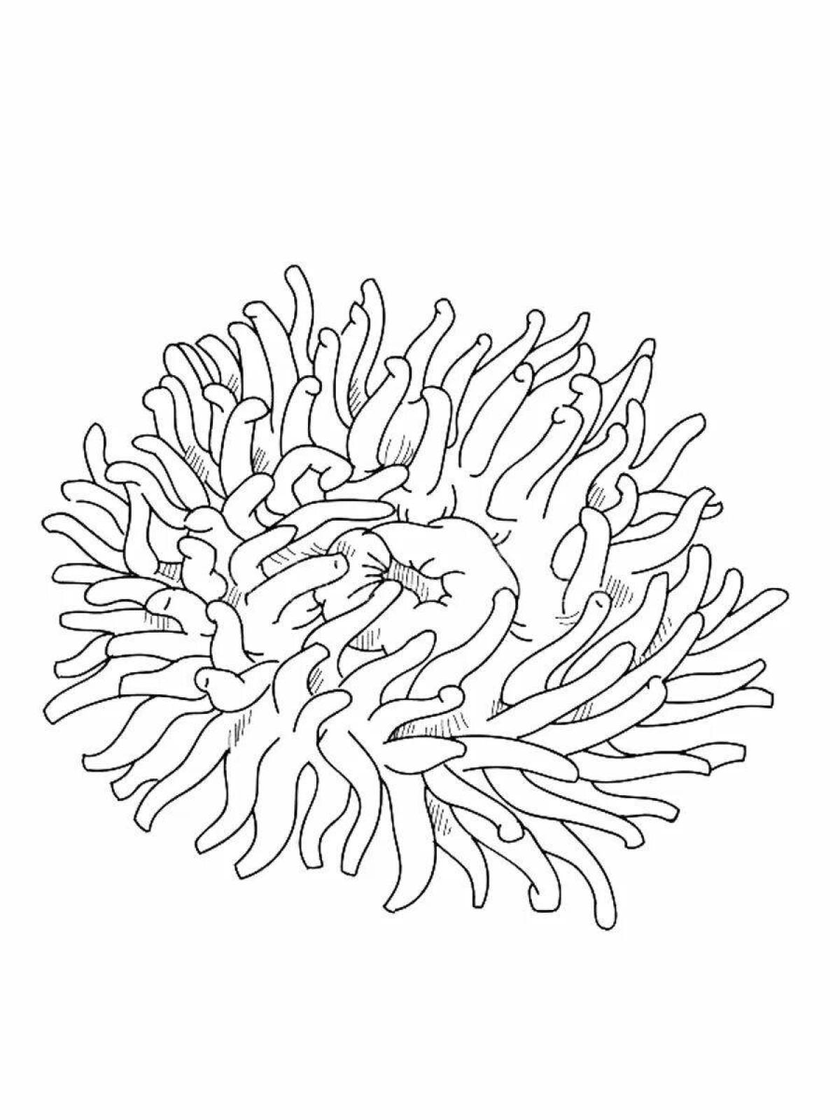 Очаровательные морские анемоны