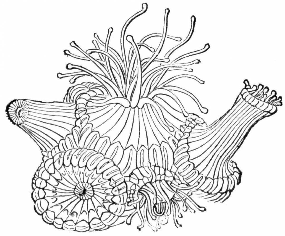 Delicate sea anemones