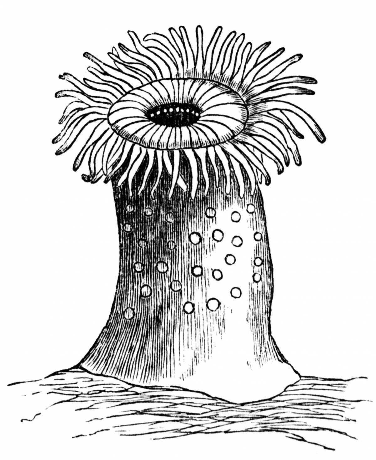 Безмятежные морские анемоны