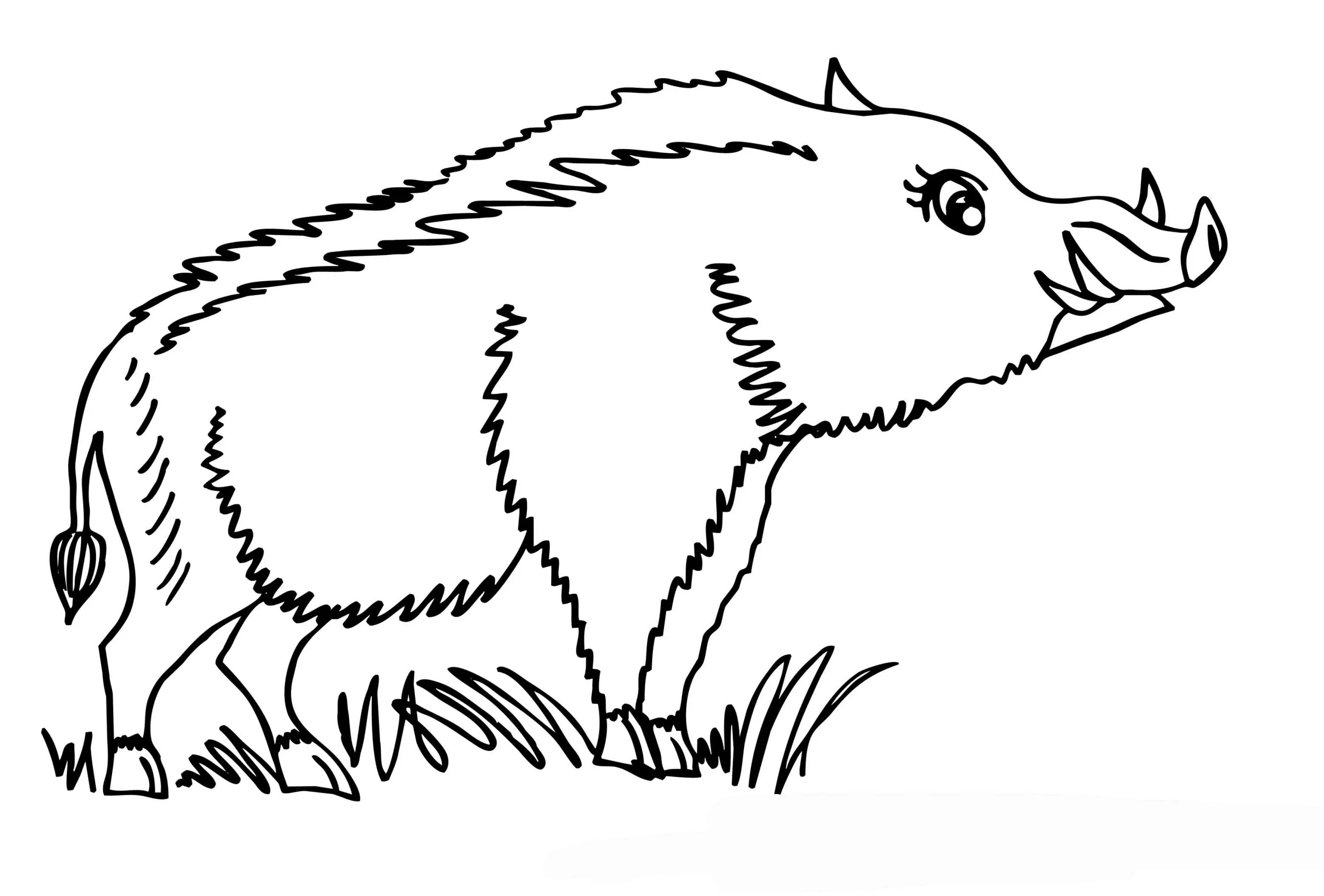 Coloring page graceful wild boar