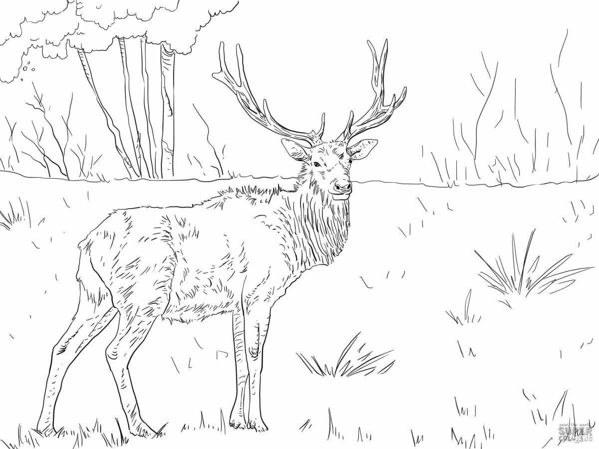 Раскраска Лесной олень
