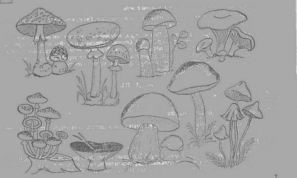 Mysterious inedible mushrooms