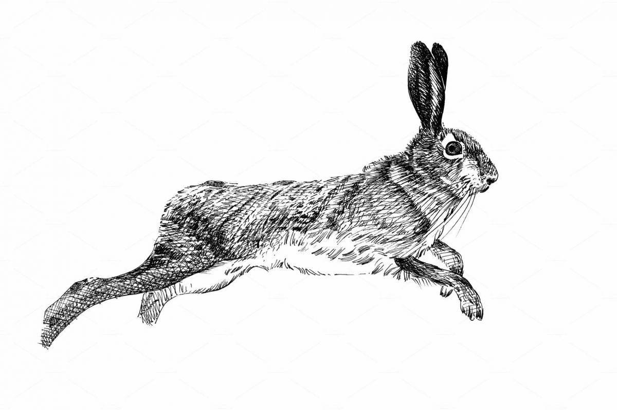 Coloring book playful hare