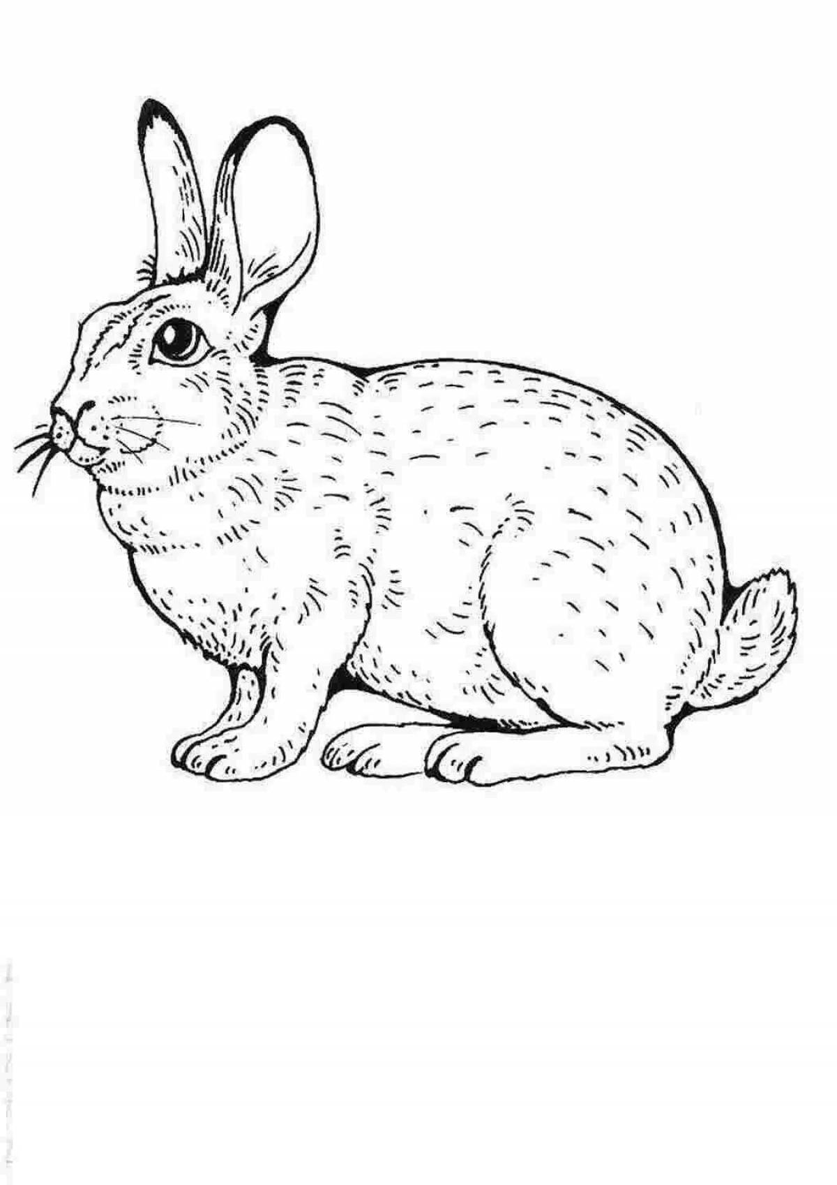 Coloring book nice hare