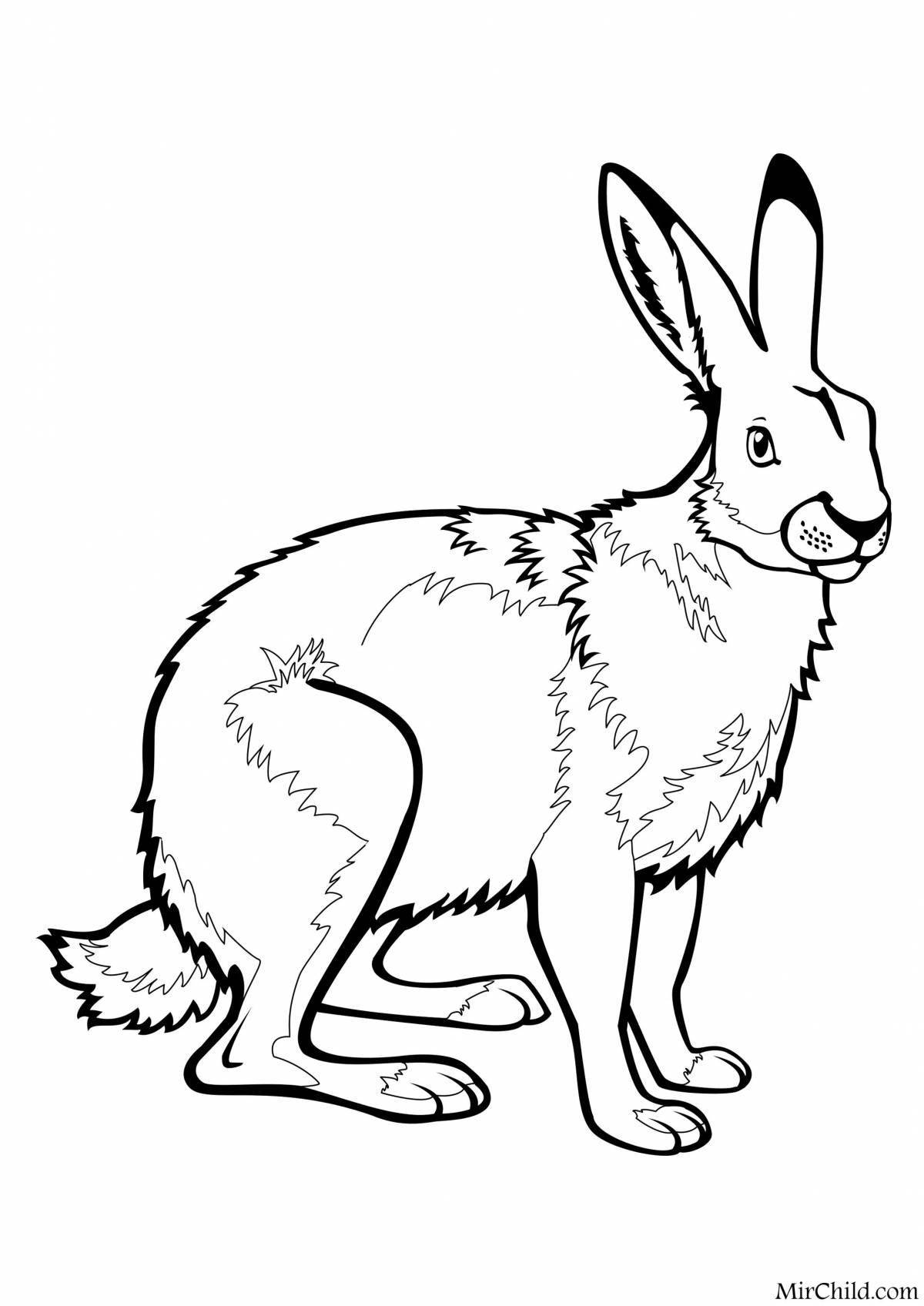 Coloring book calm hare
