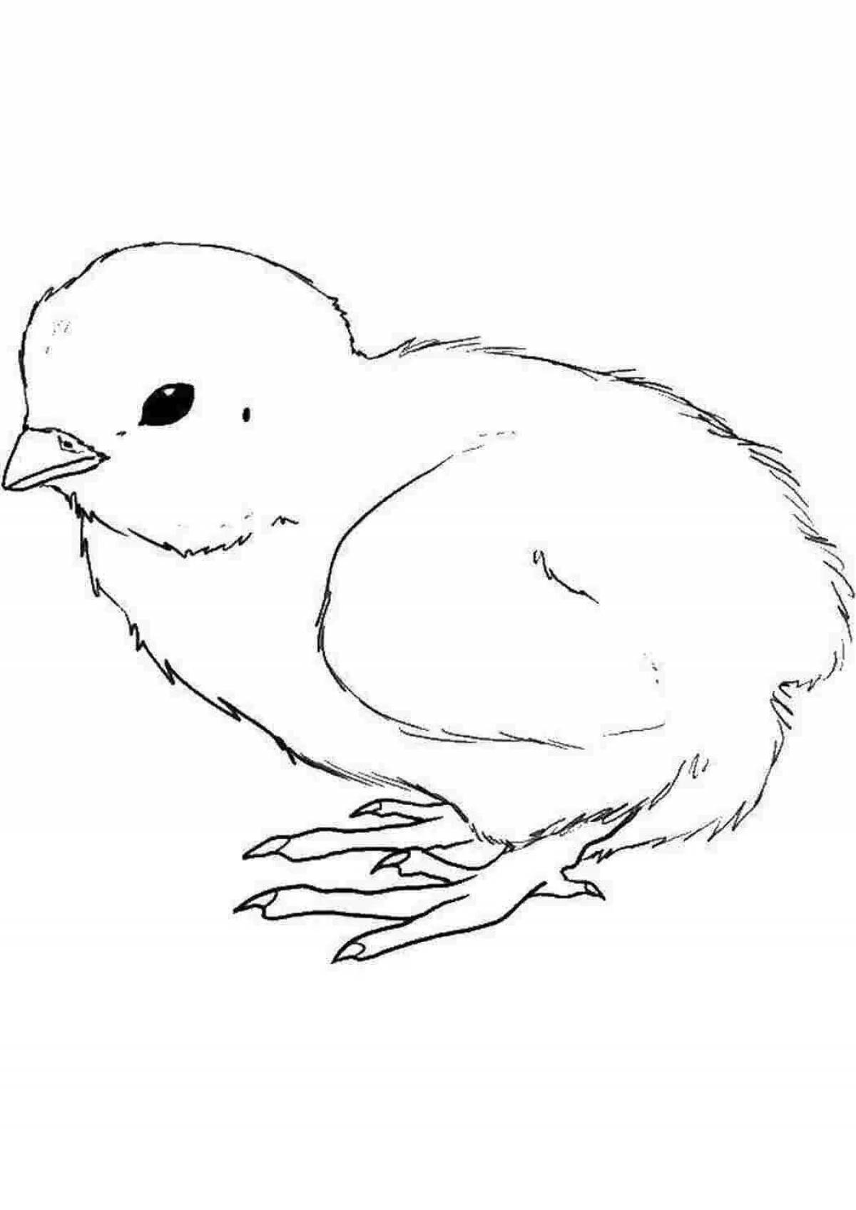Тонкий рисунок цыпленка