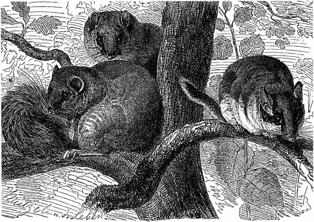 Иллюстрации из жизни животных Брэма