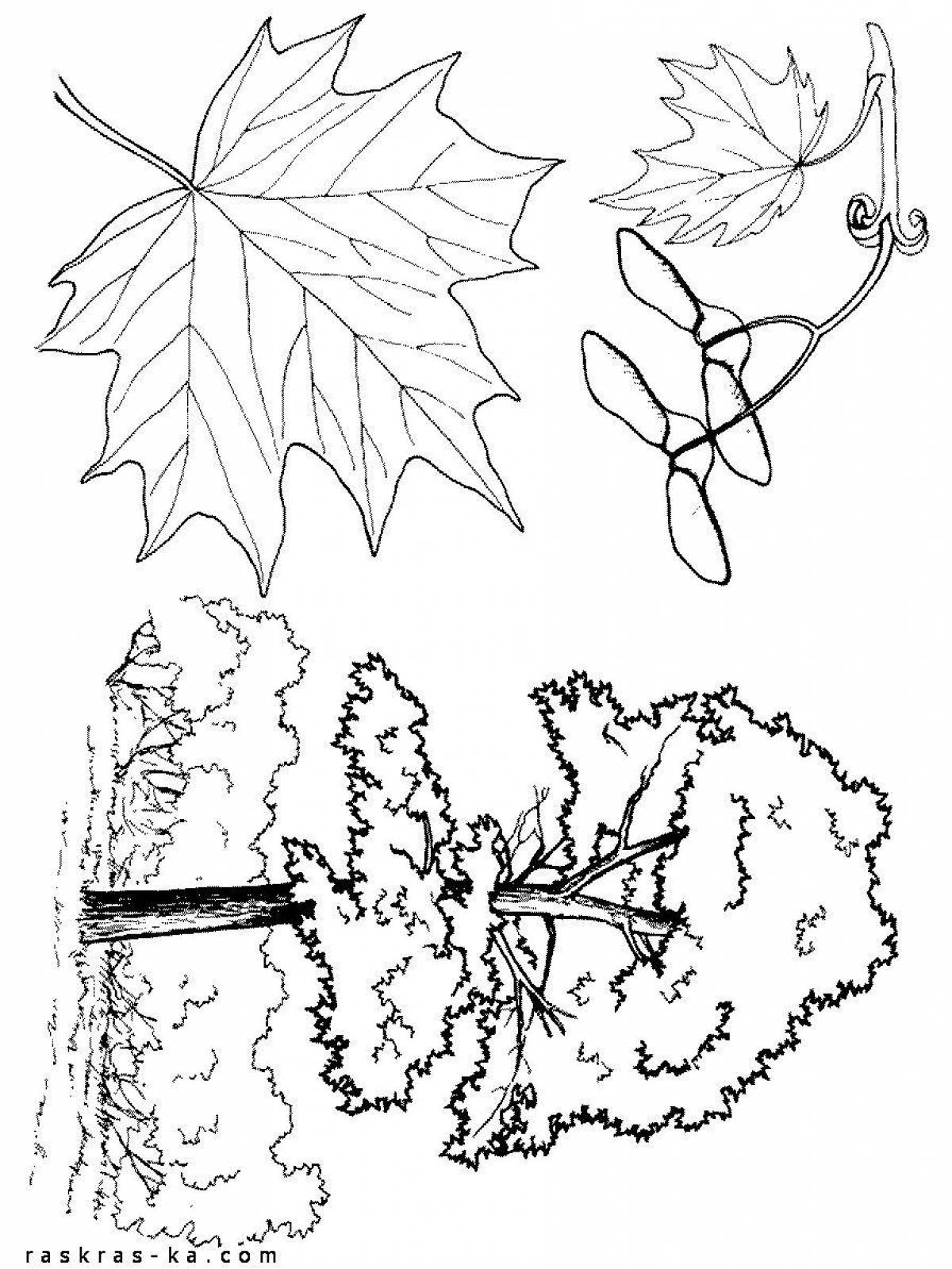 Bright maple coloring page