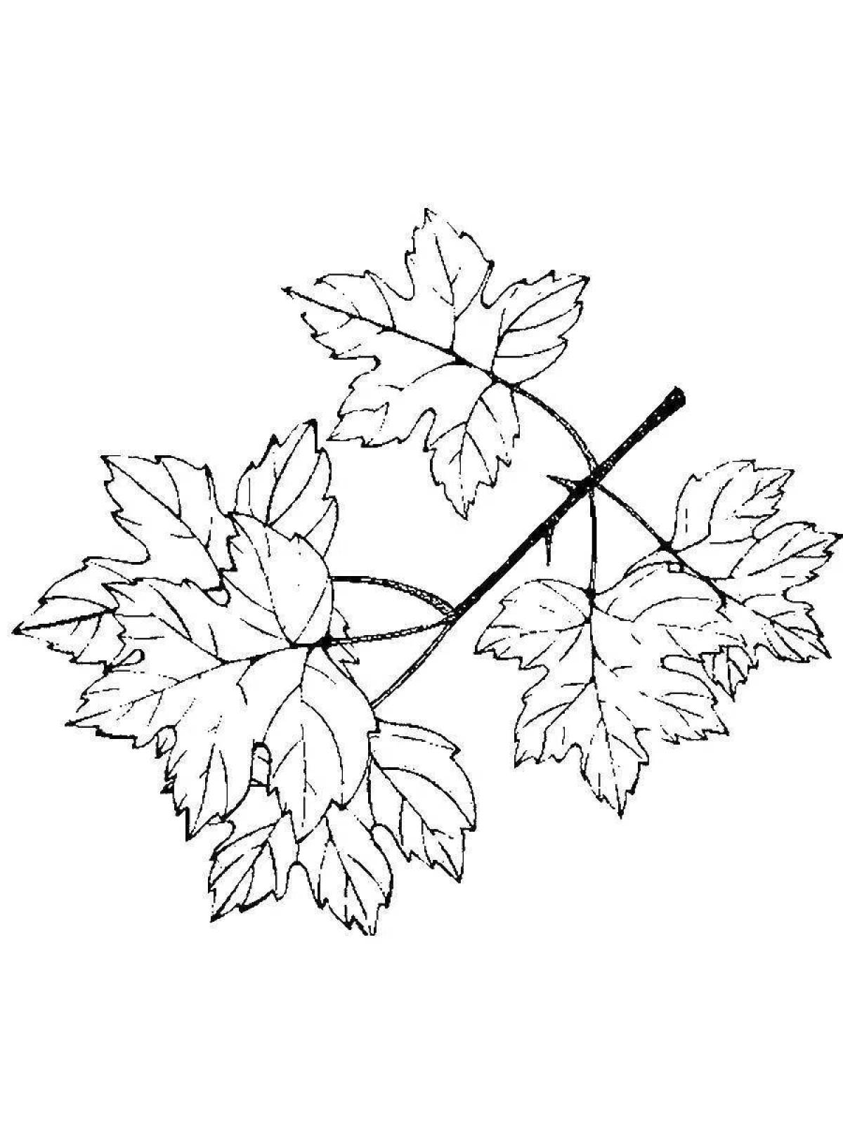 Glorious maple coloring page