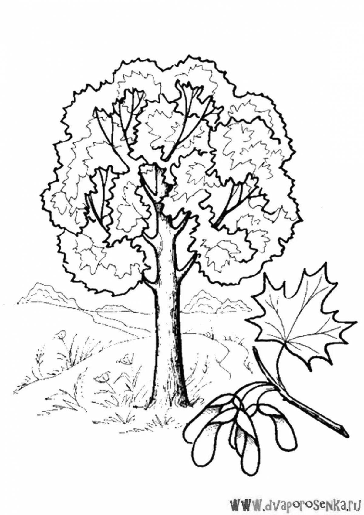 Amazing maple coloring page