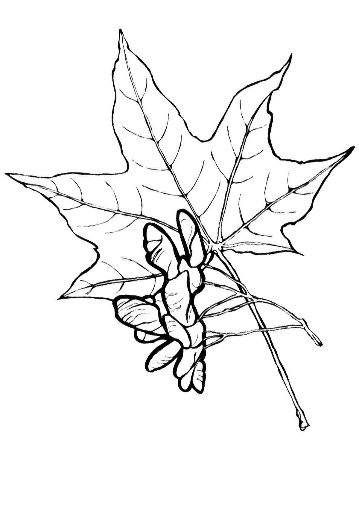 Beautiful maple coloring book