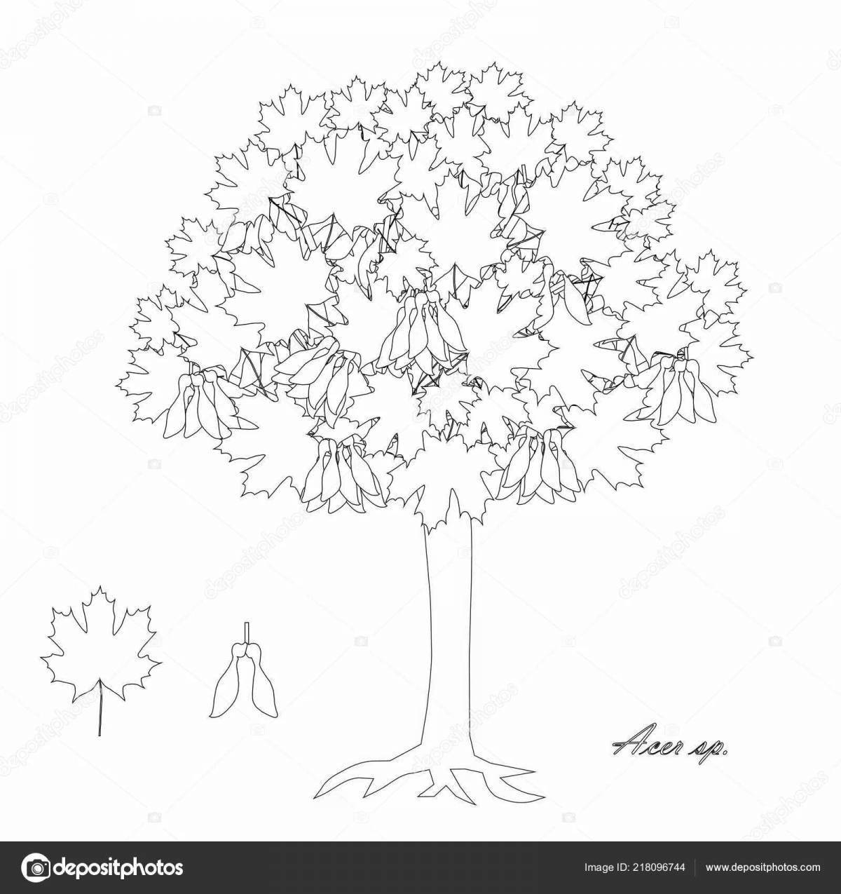 Wild maple coloring page