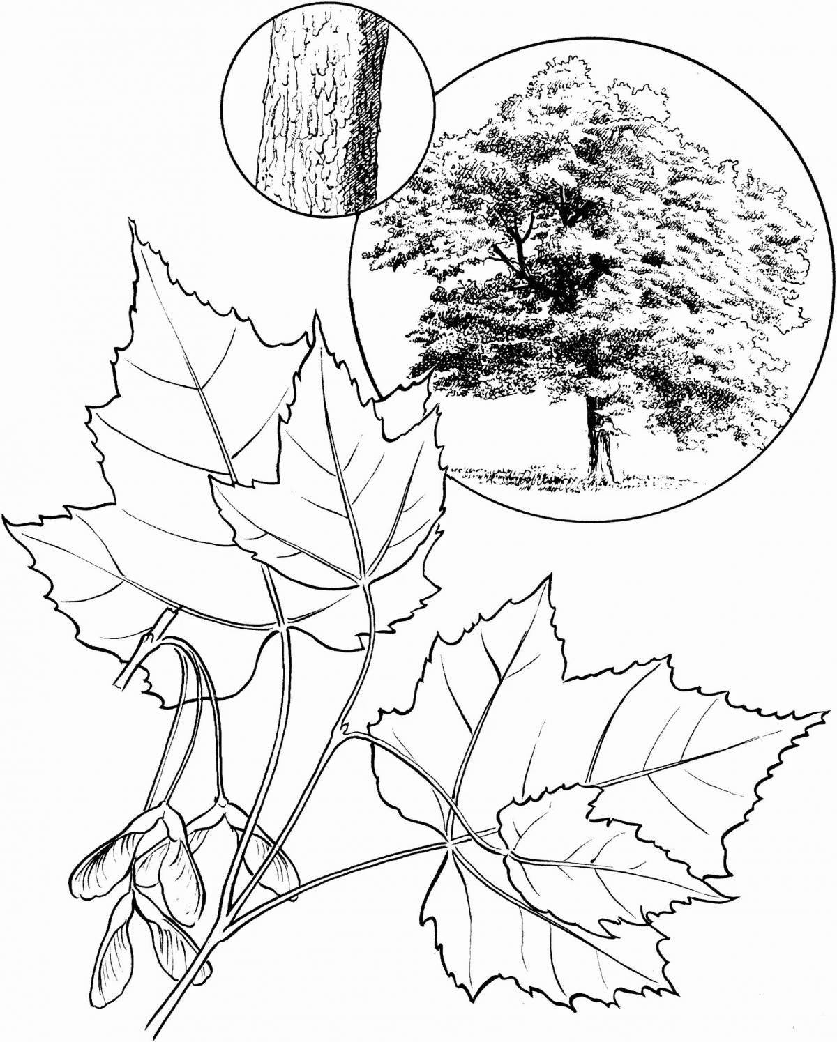 Grand maple coloring page