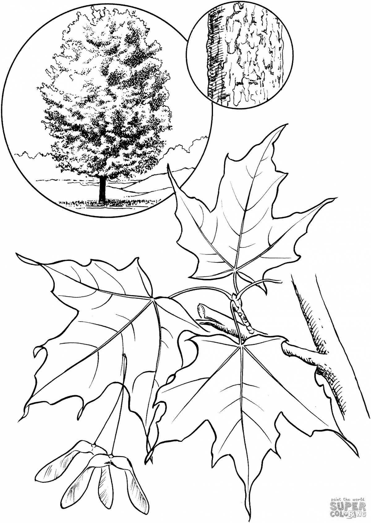 Generous maple coloring page
