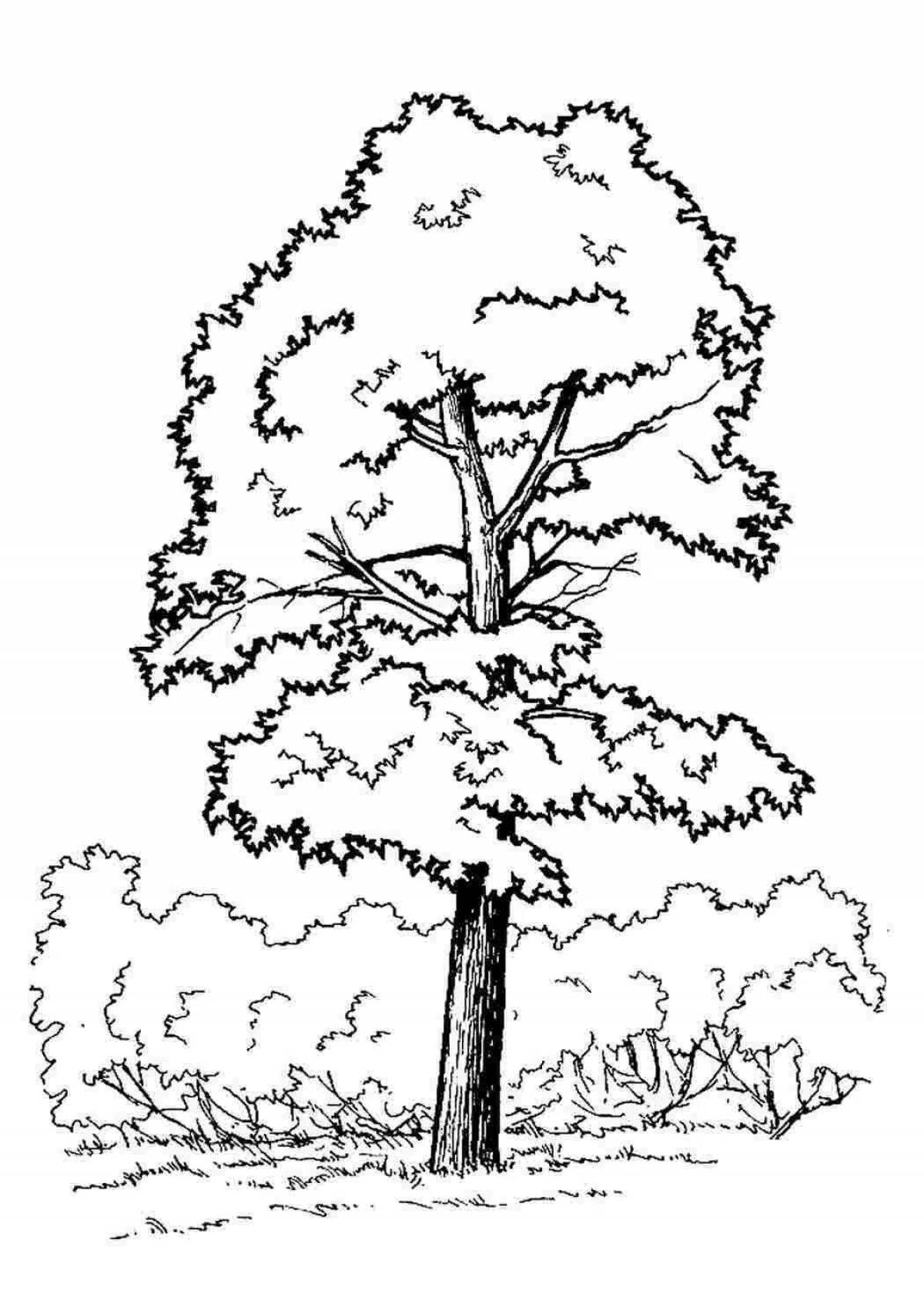 Luxury maple coloring book