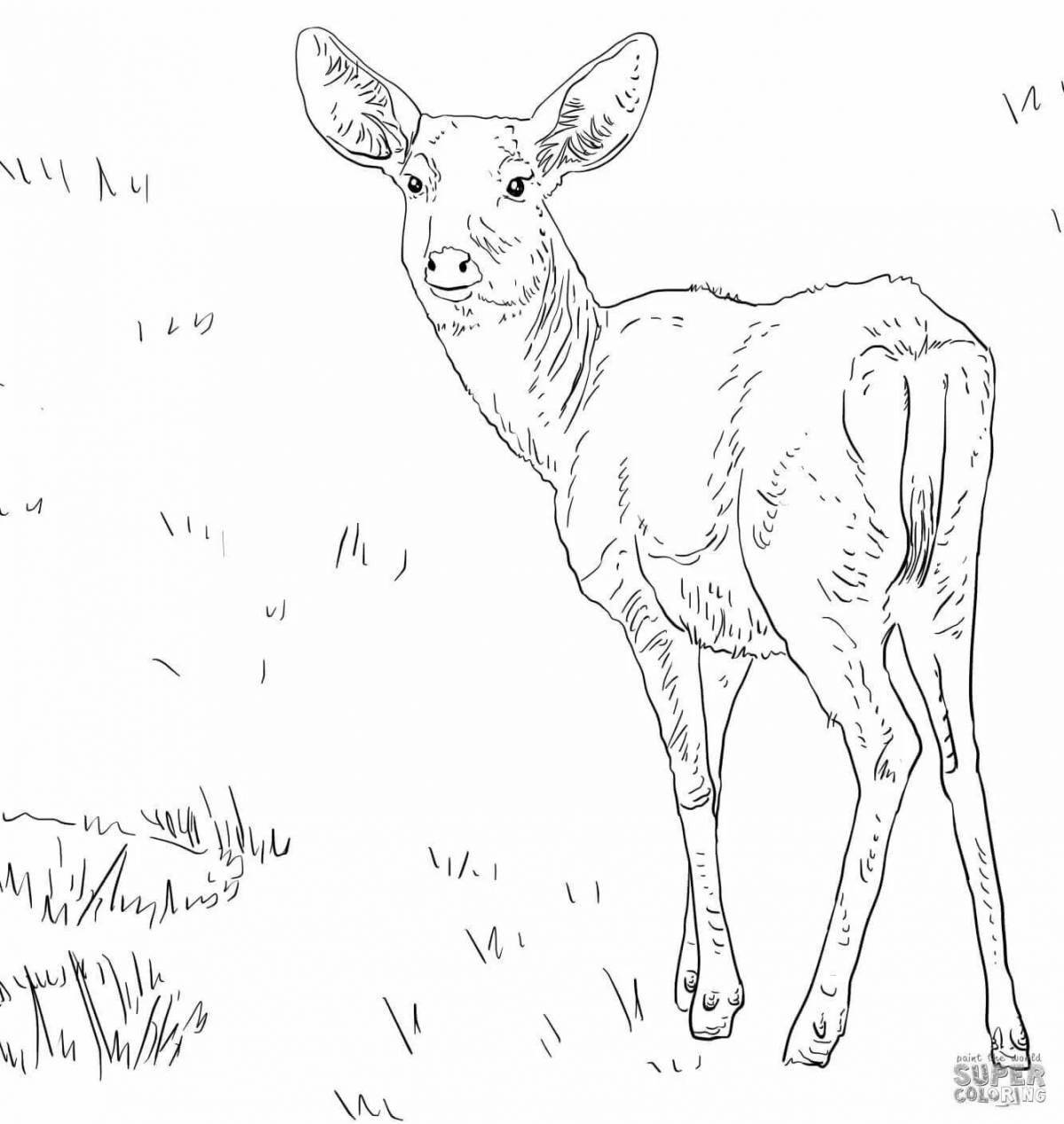 Majestic Siberian roe deer coloring page