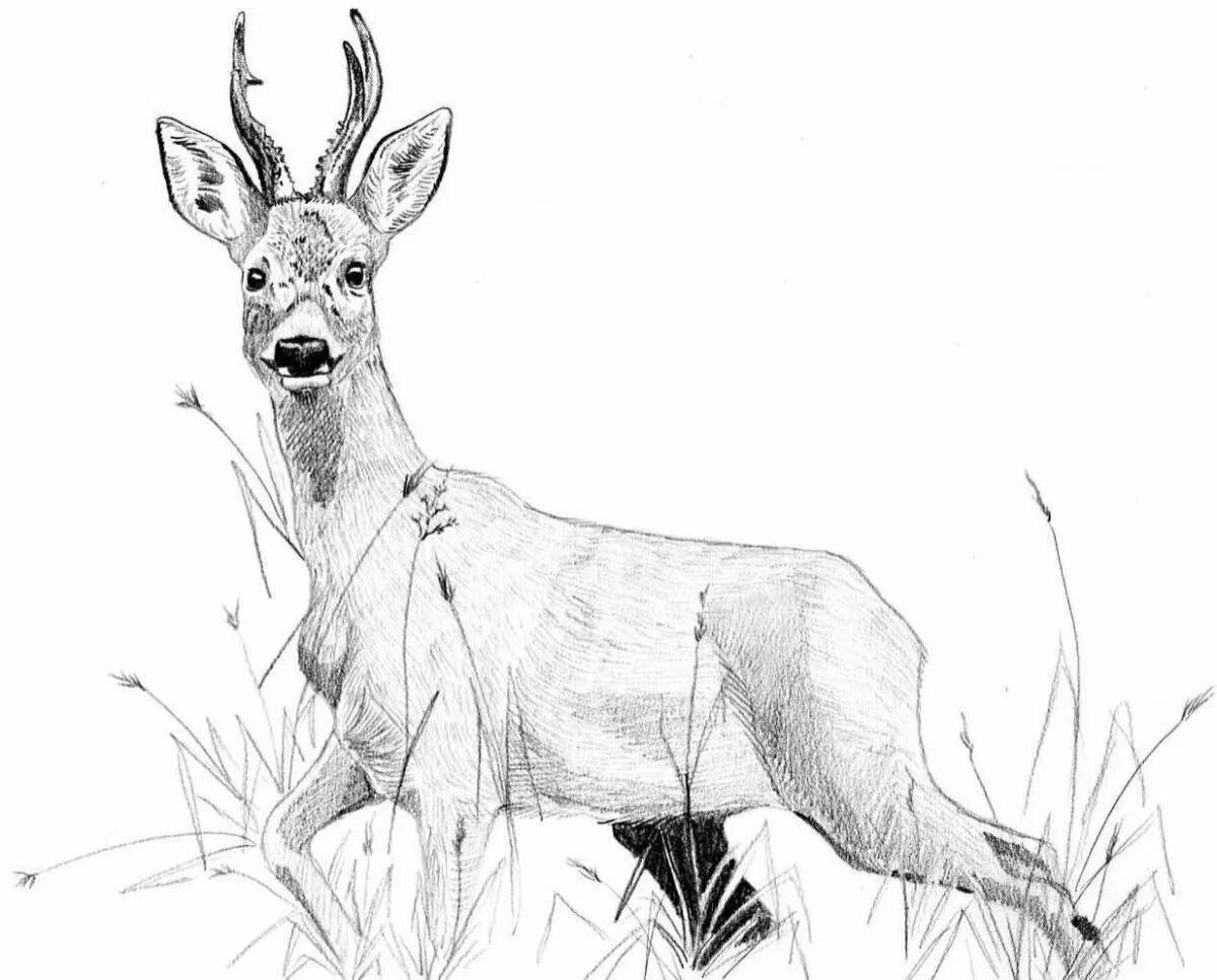 Coloring book exquisite siberian roe deer