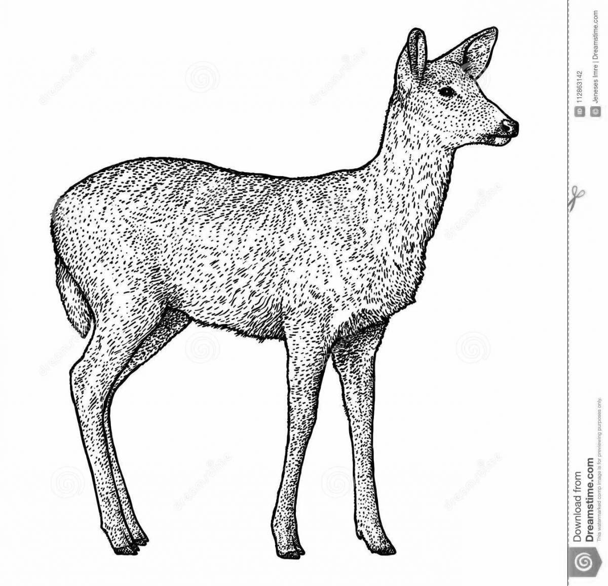 Photo Great siberian roe deer coloring page