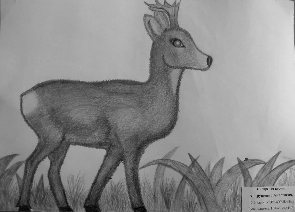 Coloring book wild Siberian roe deer