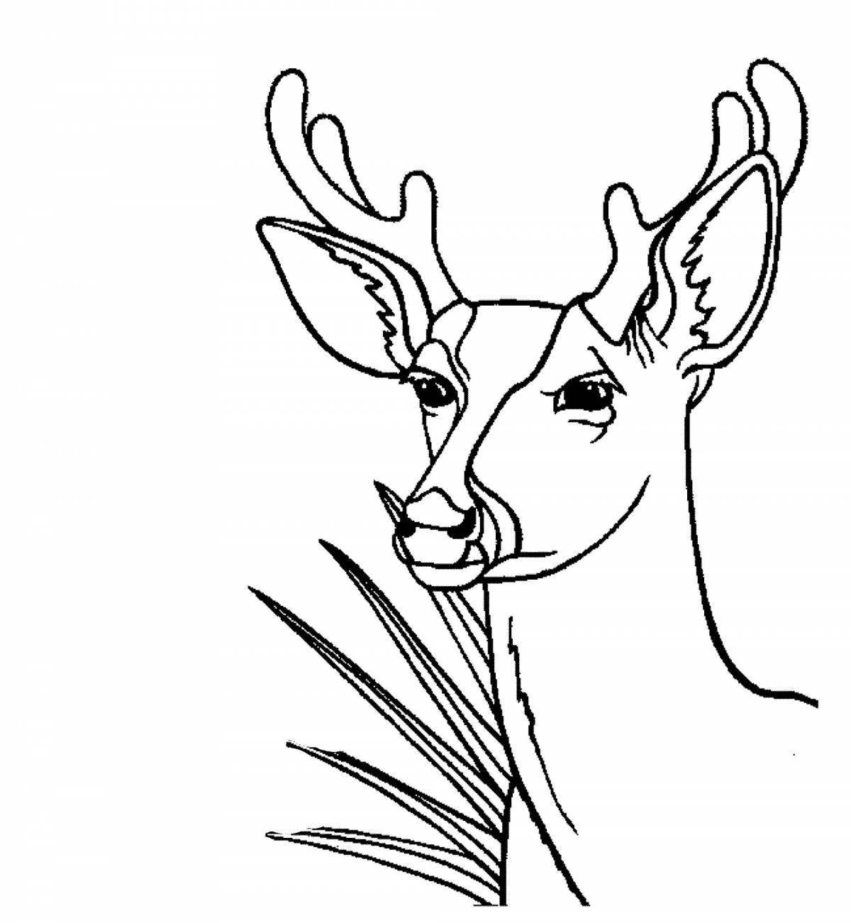 Coloring book happy siberian roe deer