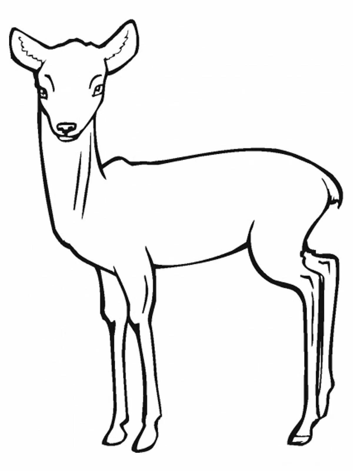 Brilliant Siberian roe deer coloring book
