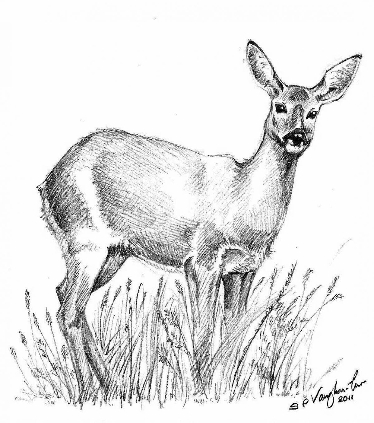 Coloring page graceful siberian roe deer