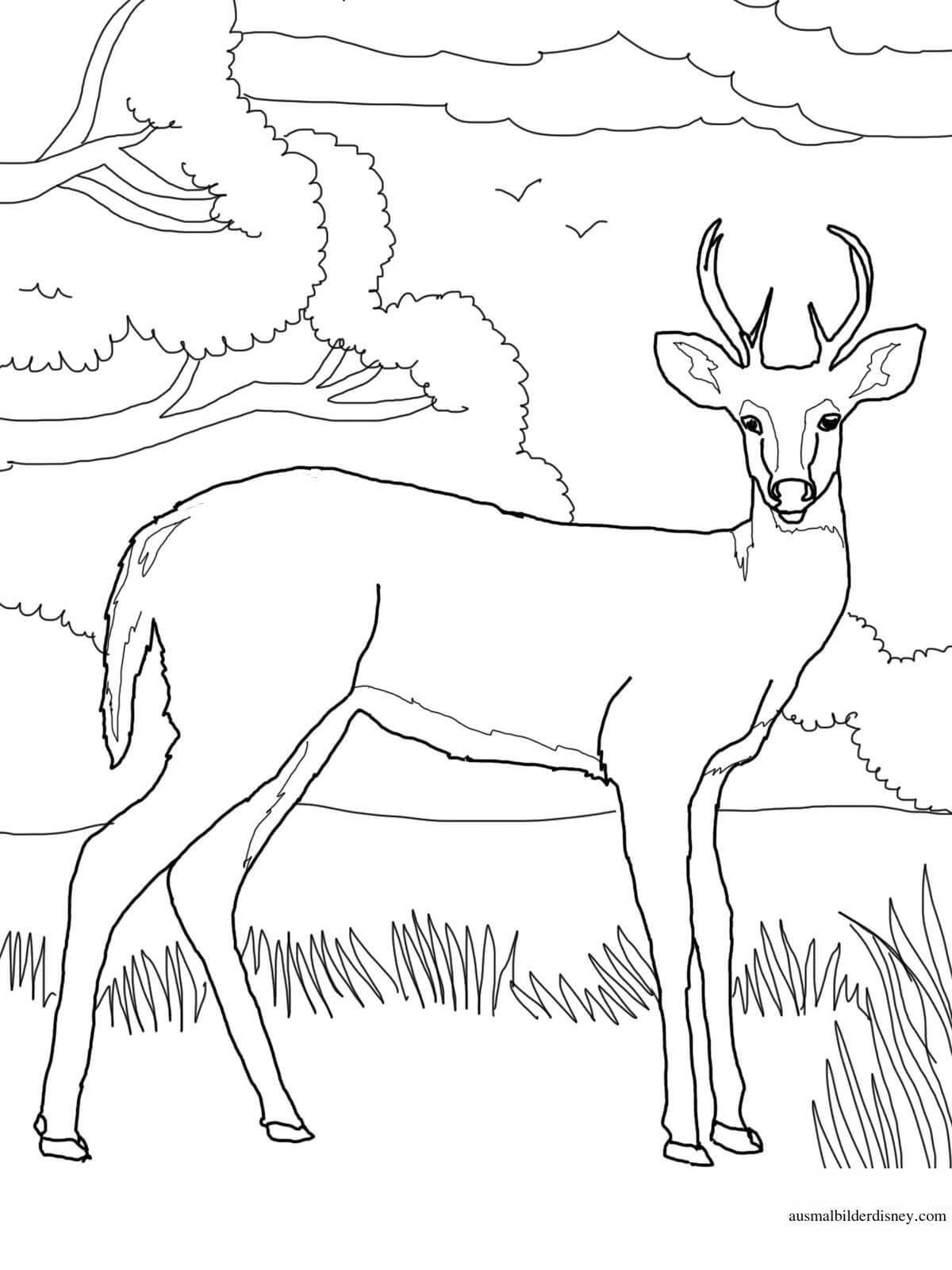 Balanced siberian roe deer coloring book