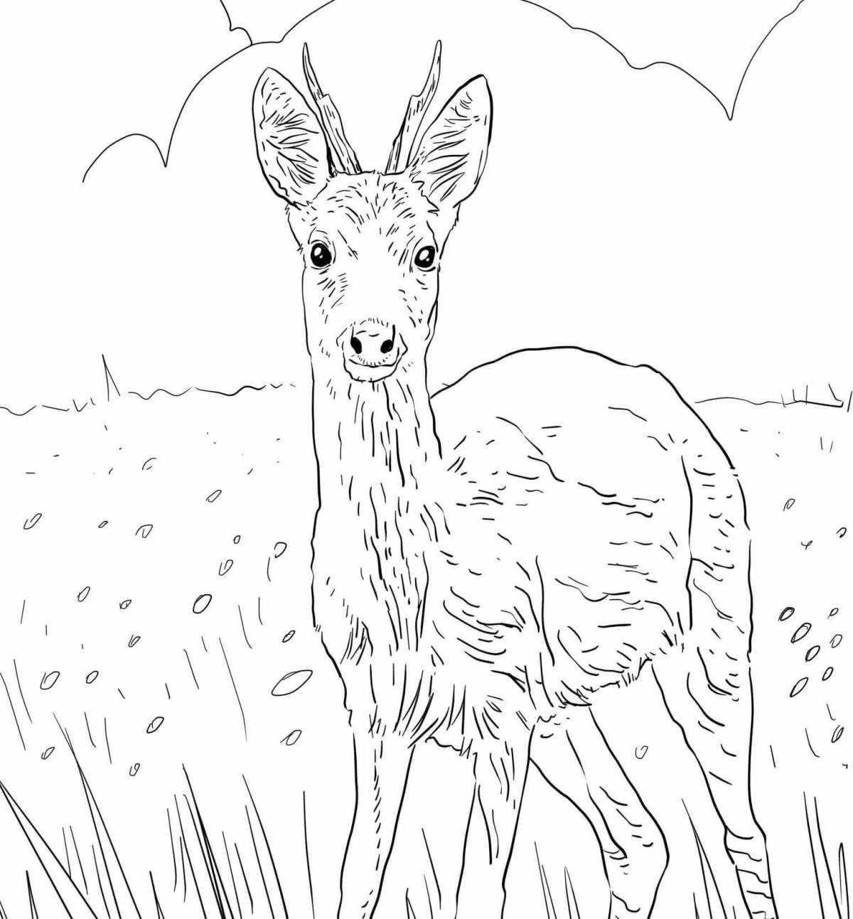 Photo Siberian roe deer #2