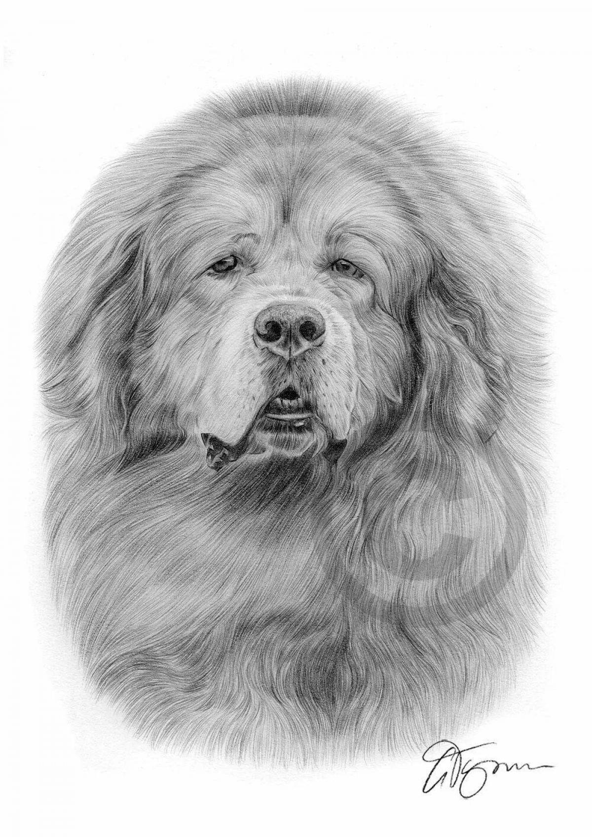 Coloring majestic tibetan mastiff