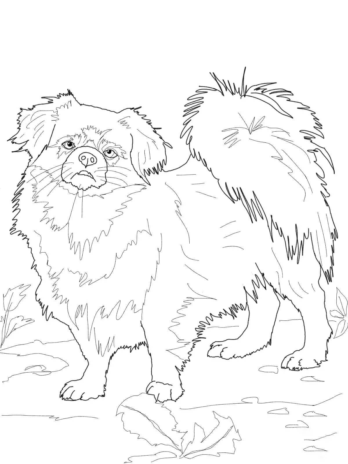 Tibetan mastiff coloring page