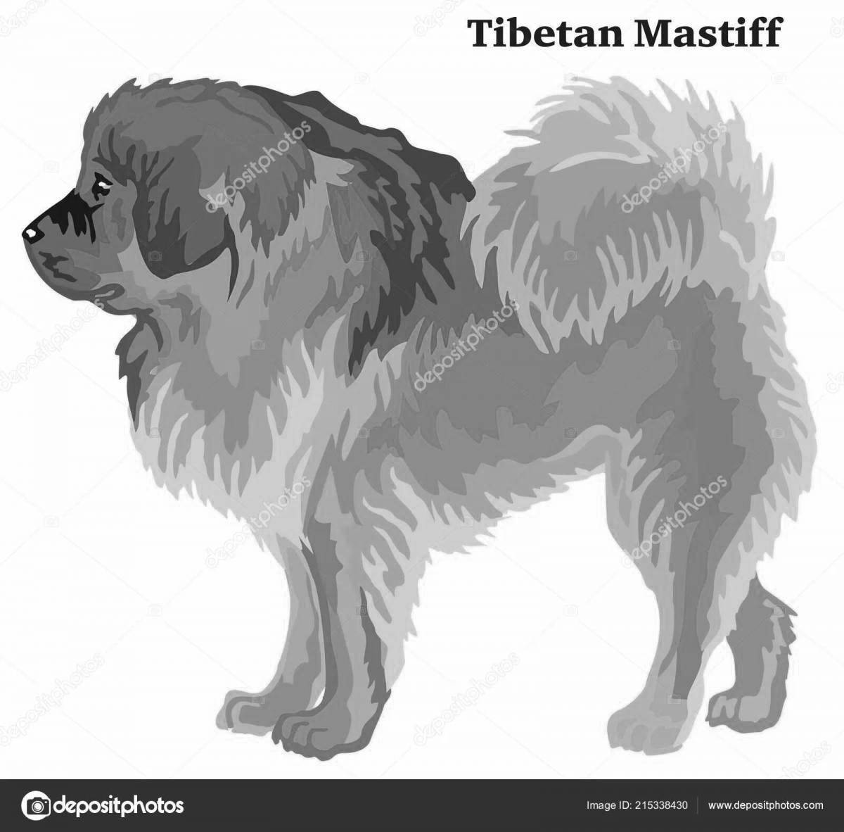 Раскраска благородный тибетский мастиф